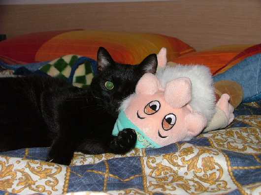 Il gatto Kalle ci insegna... cosa vuol dire stare a cuccia.