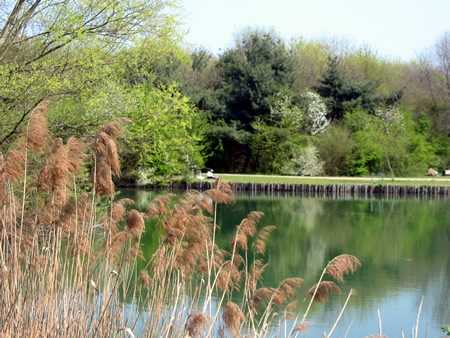 Il laghetto del Bosco in Città