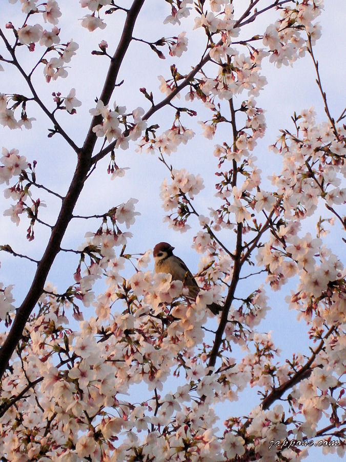Ciliegi in fiore!