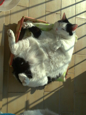 ...dovrei prendere esempio dal mio gatto e godermi il relax finchè non sono guarita completamente...