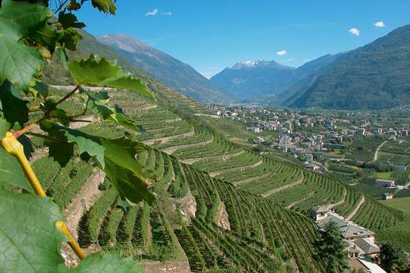 Terrazzamenti al Valtellina Wine trail