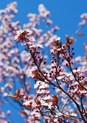 Ciliegio in fiore