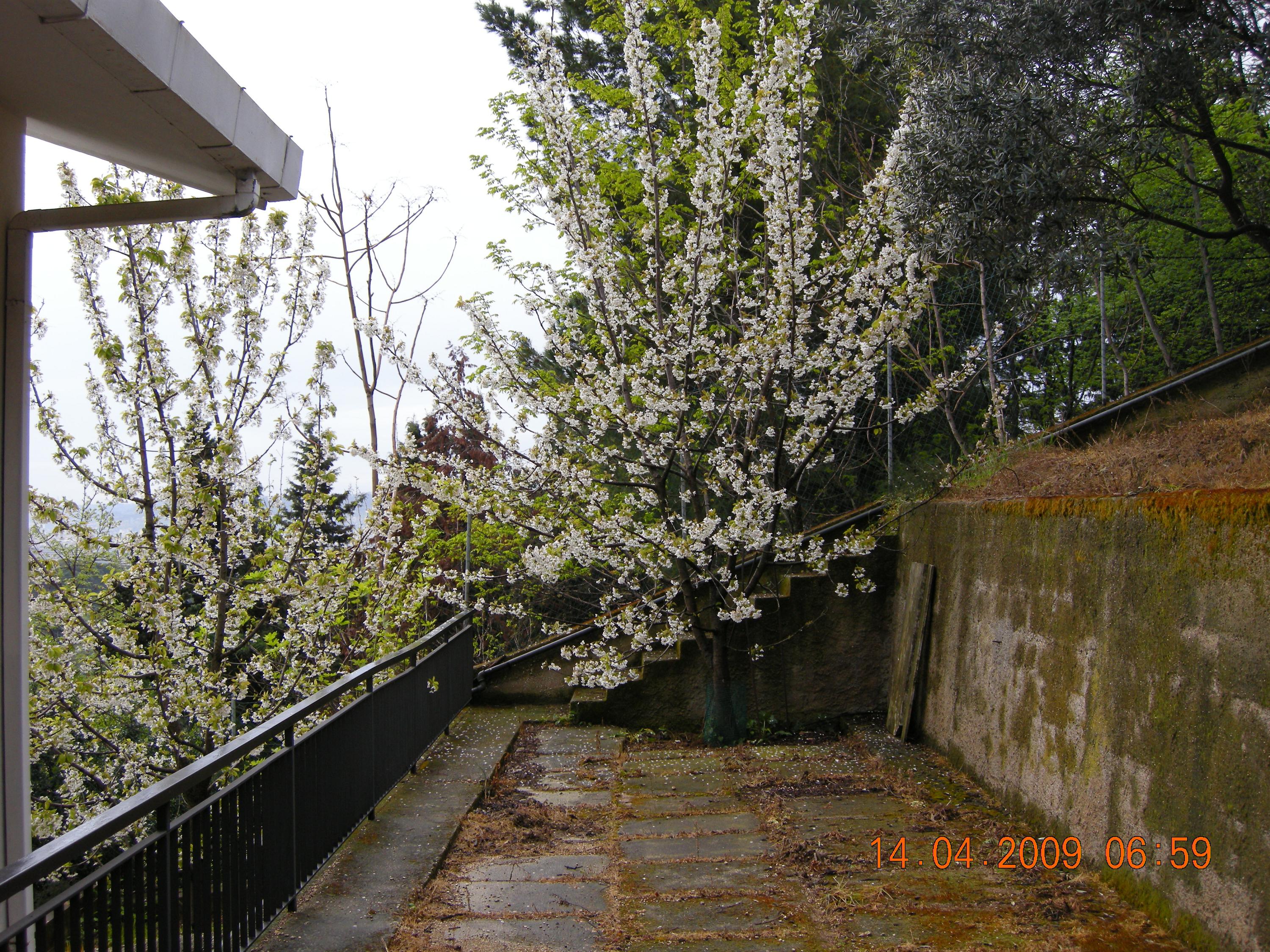 Ciliegi in fiore in quel di Pescara